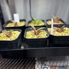 アガベ　オテロイ　実生の画像