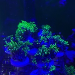 サンゴ　海水魚の画像