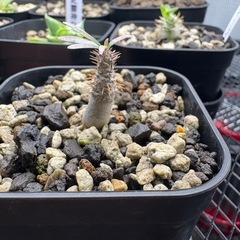 パキポディウムグラキリス　実生の画像