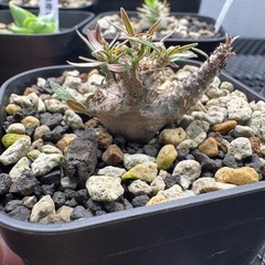 パキポディウムグラキリス　実生の画像