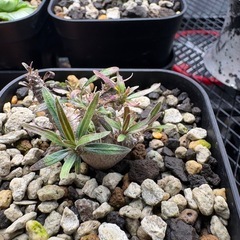 パキポディウムグラキリス　実生の画像