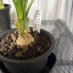 とっくりランの画像