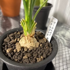 とっくりランの画像