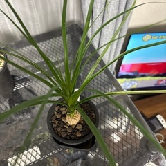 とっくりランの画像