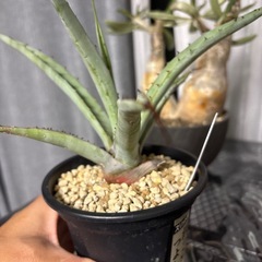 アガベ　マクロアカンサの画像