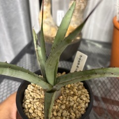 アガベ　マクロアカンサの画像