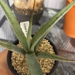 アガベ　マクロアカンサの画像