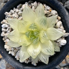 ハオルチア シンビフォルミス錦セットの画像