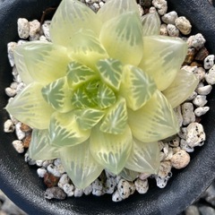 ハオルチア シンビフォルミス錦セットの画像