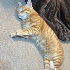 甘えん坊のチャチャお見合い決まっています！