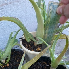 アロエ　1本100円の画像