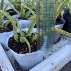 アロエ　1本100円の画像