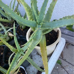 アロエ　1本100円の画像