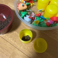 ホウセンカ　種　60粒の画像