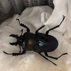 ニジイロクワガタ　ブルー系など　ペア、オスだけも可の画像
