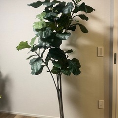 『お取引き決定』［再掲載］フェイクグリーン【人工観葉植物】の画像