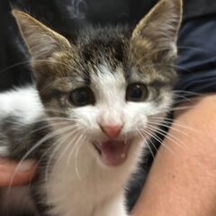 やんちゃな男の子です。