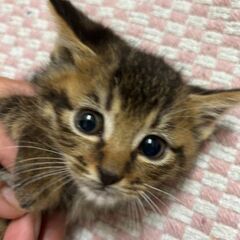 甘えん坊の男の子