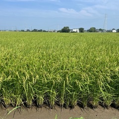 令和7年産　 高級コシヒカリ30キロ玄米　プレミアムの画像