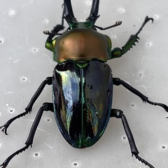 ニジイロクワガタ　ブルー系など　ペア、オスだけも可の画像