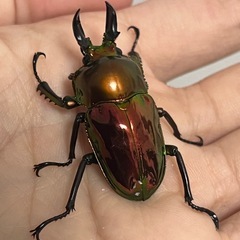 ニジイロクワガタ　ブルー系など　ペア、オスだけも可の画像