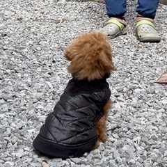 犬用あったかコートの画像