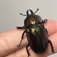 ニジイロクワガタ　メス4匹以上　※訳ありの画像