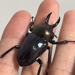 ニジイロクワガタ　メス4匹以上　※訳ありの画像