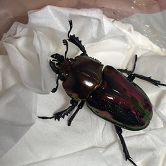 ニジイロクワガタ　メス4匹以上　※訳ありの画像