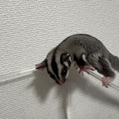 令和７年９月２０日脱嚢　フクロモモンガノーマルメス　販売中 - ペット