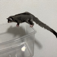 令和７年９月２０日脱嚢　フクロモモンガノーマルメス　販売中 - 秦野市