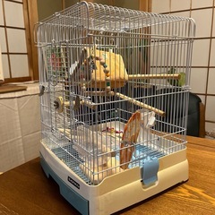 受渡し予定者決まりました。。鳥かご、差し上げます。の画像