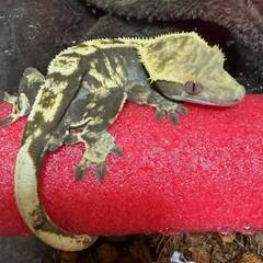 🐍爬虫類飼育の仲間を探している方へ！🦎LINEオプチャ「レプリストハチュグル」✨ - メンバー募集