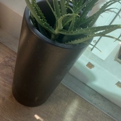 高級陶器鉢カバー　東京堂にて購入　
の画像