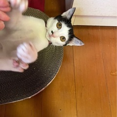 前髪パッツンルルちゃん