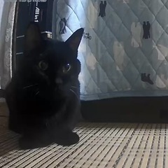 13歳くらいの猫たち