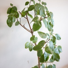 観葉植物　フィカス アルテシマ 160cm  インテリア　鉢付き　の画像