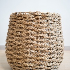 観葉植物　フィカス アルテシマ 160cm  インテリア　鉢付き　の画像