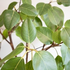 観葉植物　フィカス アルテシマ 160cm  インテリア　鉢付き　の画像