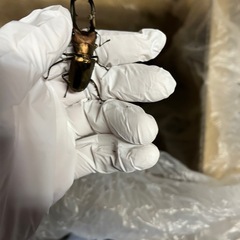 メタリフェルホソアカクワガタ　♂単品の画像