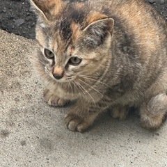 ⚠️仔猫里親緊急募集⚠️