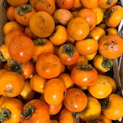 ⑧柿１袋５個入り(無農薬)の画像