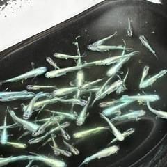 丈夫で初心者さんもオススメ🔰2ペア4匹500円～ の画像