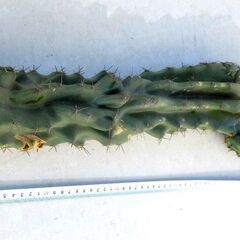 サボテン　柱サボテン　約50ｃｍの画像