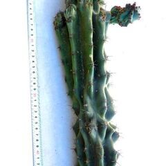 サボテン　柱サボテン　約50ｃｍの画像