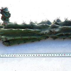 サボテン　柱サボテン　約50ｃｍの画像