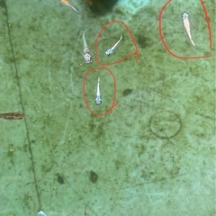 ネプチューンメダカ8匹 2000円の画像