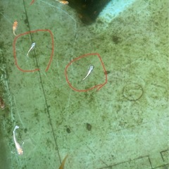 ネプチューンメダカ8匹 2000円の画像