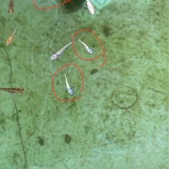 ネプチューンメダカ8匹 2000円の画像