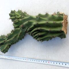 サボテン　柱サボテン　約40ｃｍの画像